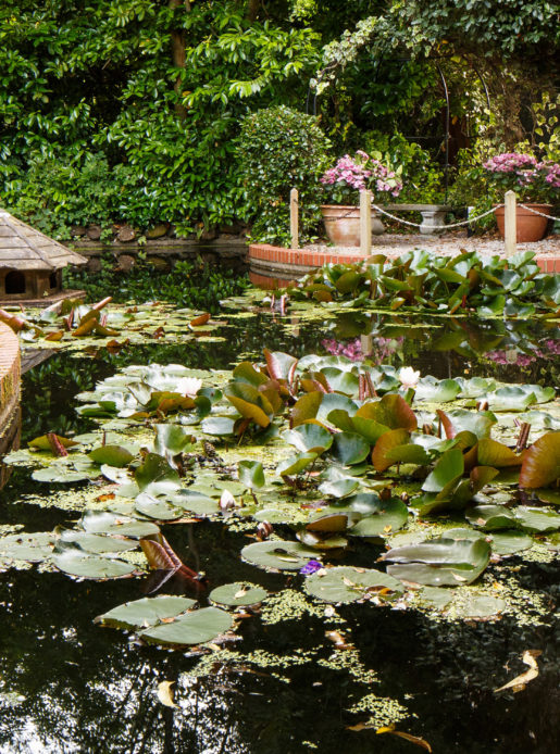 Home page hero image for Mercure Tunbridge Wells Hotel, duck pond with waterlilies