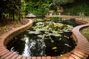 Duck pond with lily pads in the gardens at Mercure Tunbridge Wells Hotel